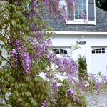 Wisteria in Bloom at Hoop Top House…