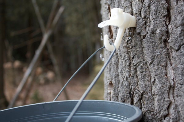 collecting sap in bucket