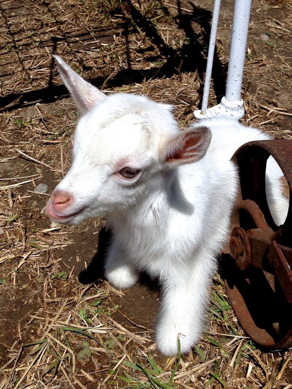 baby goat at the amish auction cynthiaweber.com