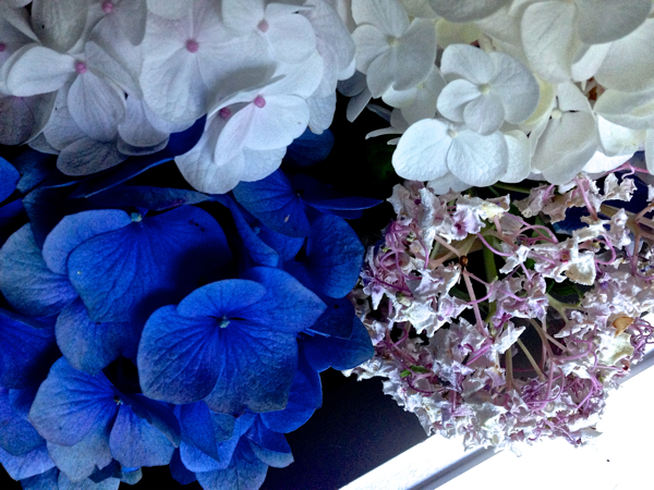 Note to self… Hydrangea must have water...
