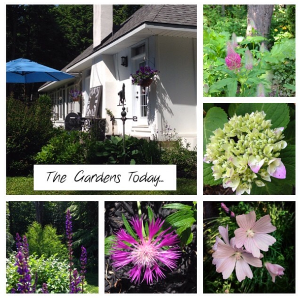 The gardens today at Hoop Top House… CynthiaWeber.com