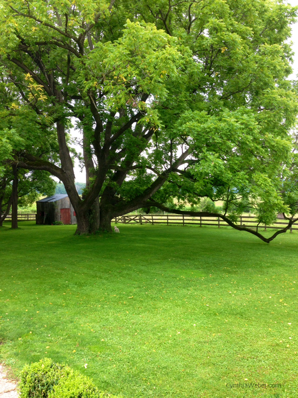 The Wedding Tree… our backyard at BannockBurn 1878 CynthiaWeber.com