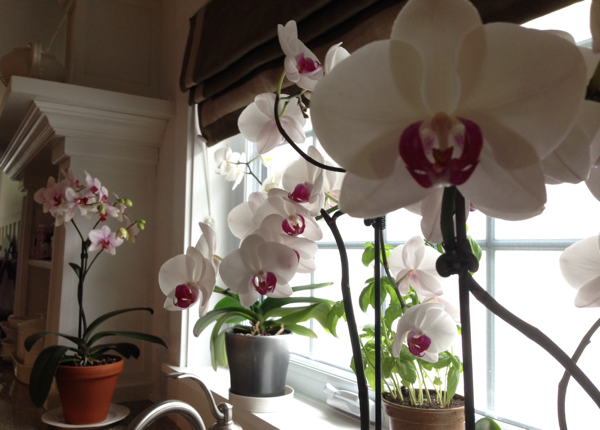 The orchids bloom one last time at Hoop Top House… CynthiaWeber.com