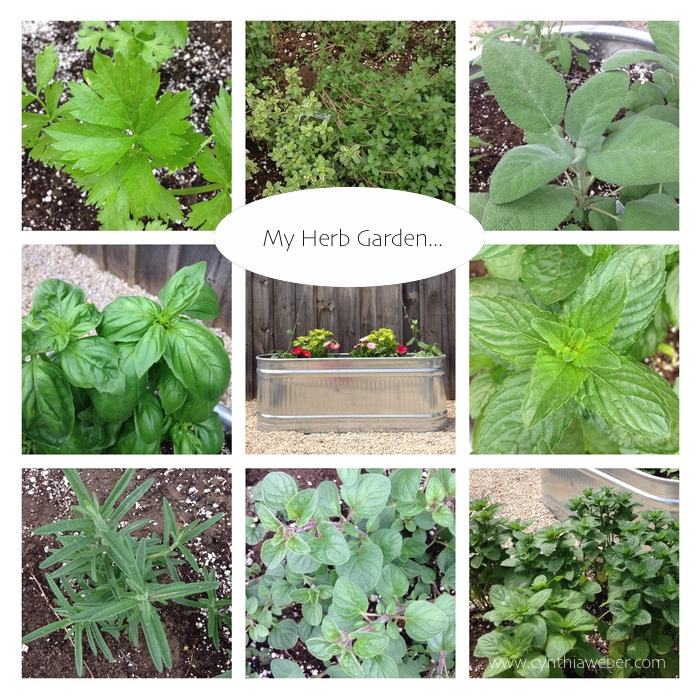 My Herb Garden using Water troughs… Cynthiaweber.com