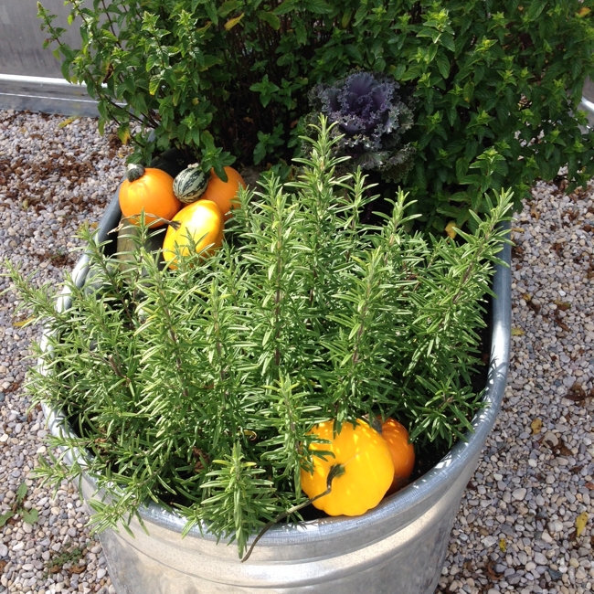 styling the herb garden for Fall… cynthiaweber.com