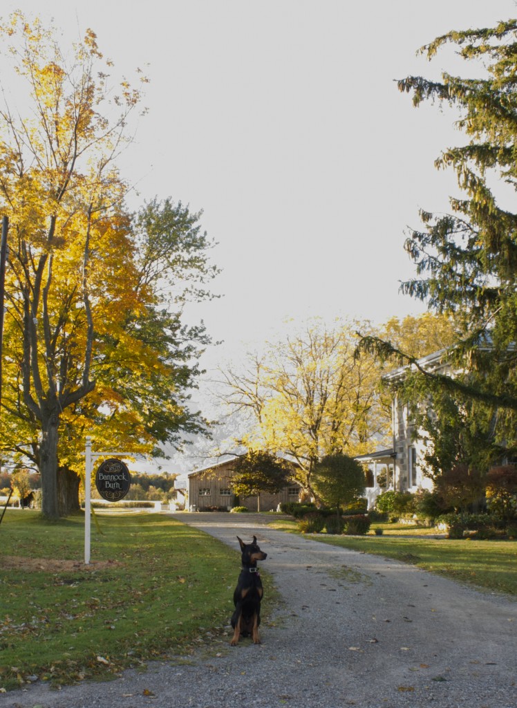 BannockBurn 1878 in the Fall