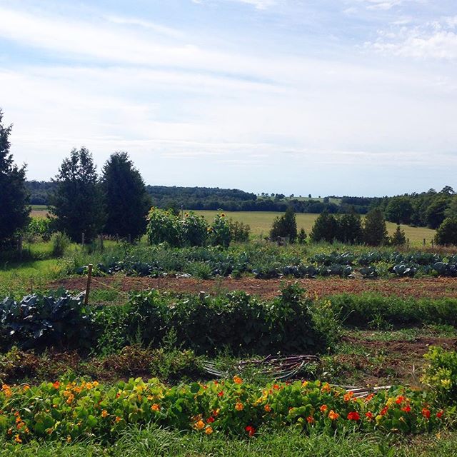 the vegetable garden at bannockBurn 1878...