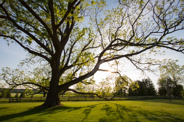 The black Walnut tree at bannockBurn 1878...