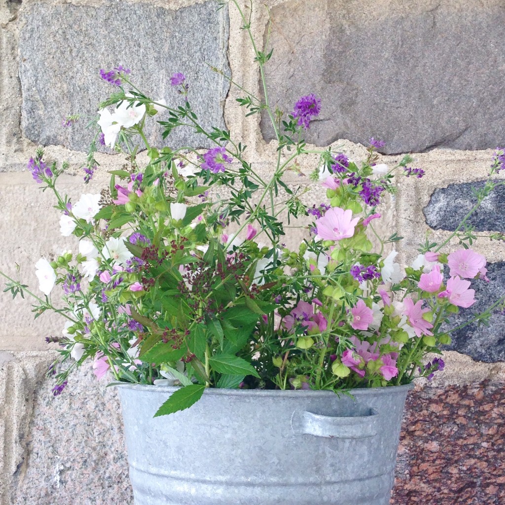 wildflowers from the pasture trails at BannockBurn 1878...