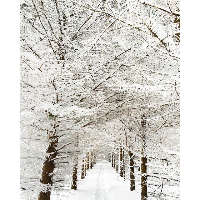 Winter Wonderland in the bush trail at BannockBurn 1878...