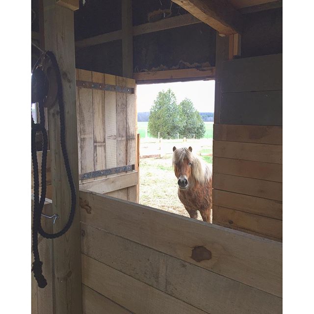 Willow in her stall at BannockBurn 1878...