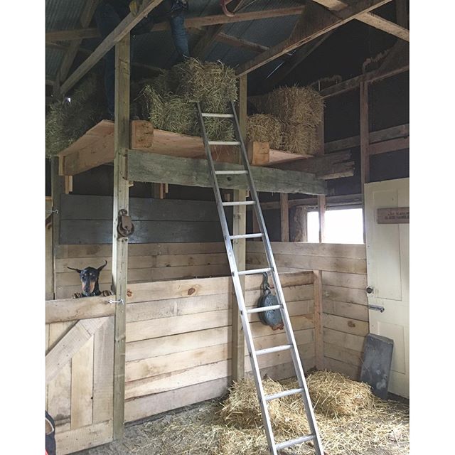 Ty inspecting the stall before Willow arrives