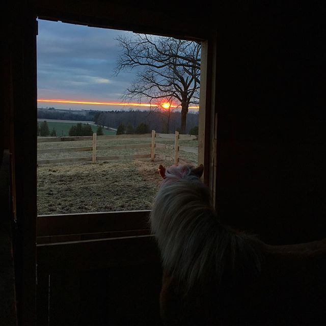 Willow watching sunset at BannockBurn 1878