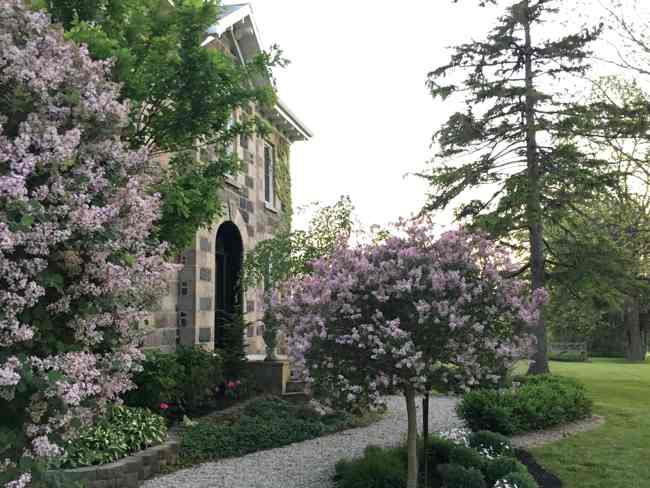 Lilacs in Bloom... BannockBurn 1878