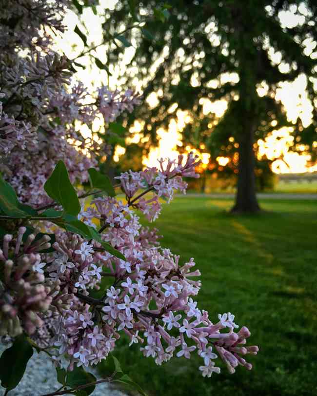 The Lilacs at Sunset... BannockBurn 1878