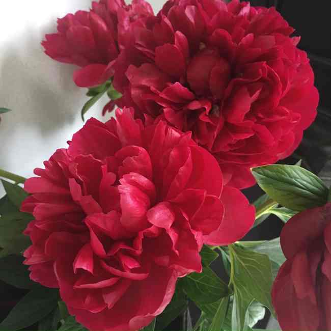 Ruby Red Peonies... Cynthiaweber.com