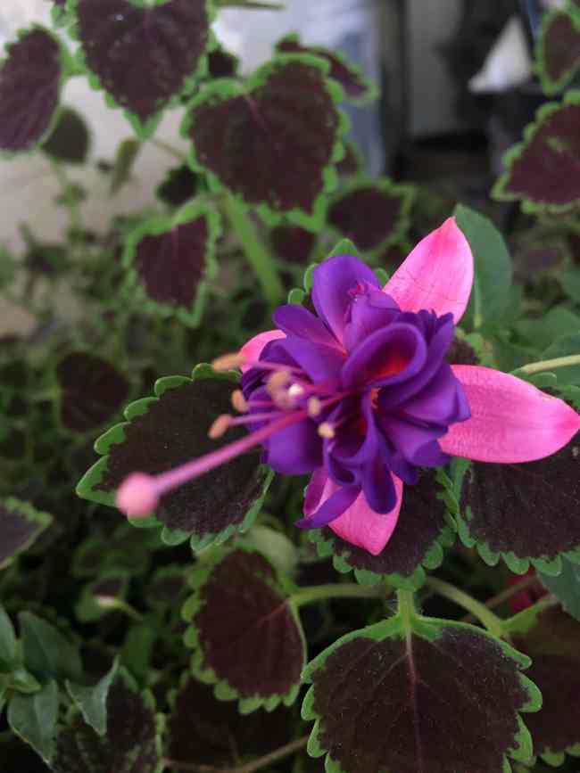 colius-and-bleeding-heart-for-fall-porch-styling