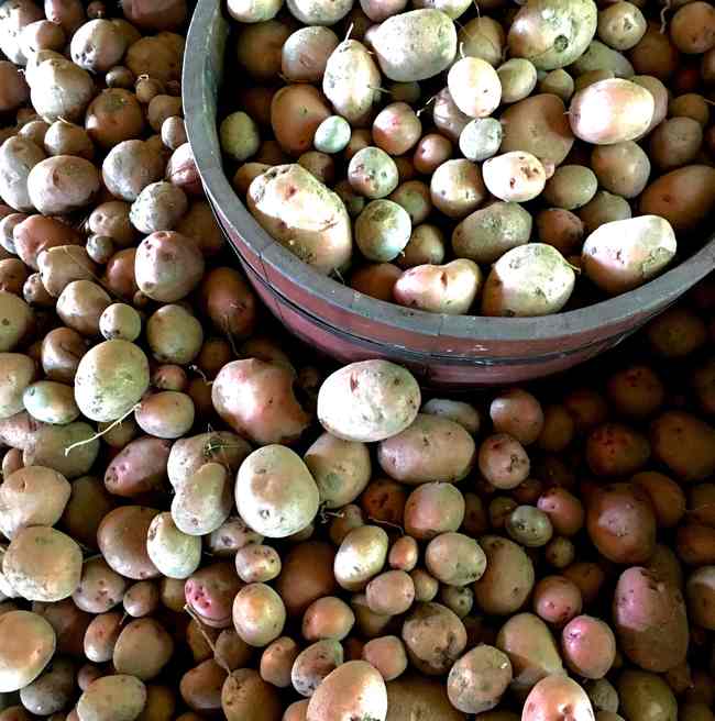 red-potato-harvest-at-bannockburn-1878