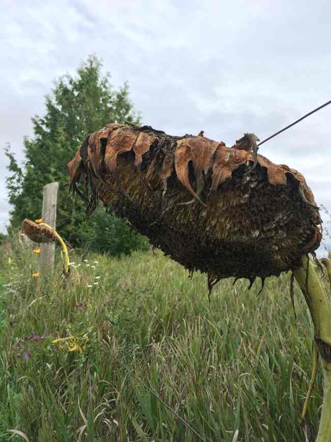 sunflowers-drying-on-the-fenceline